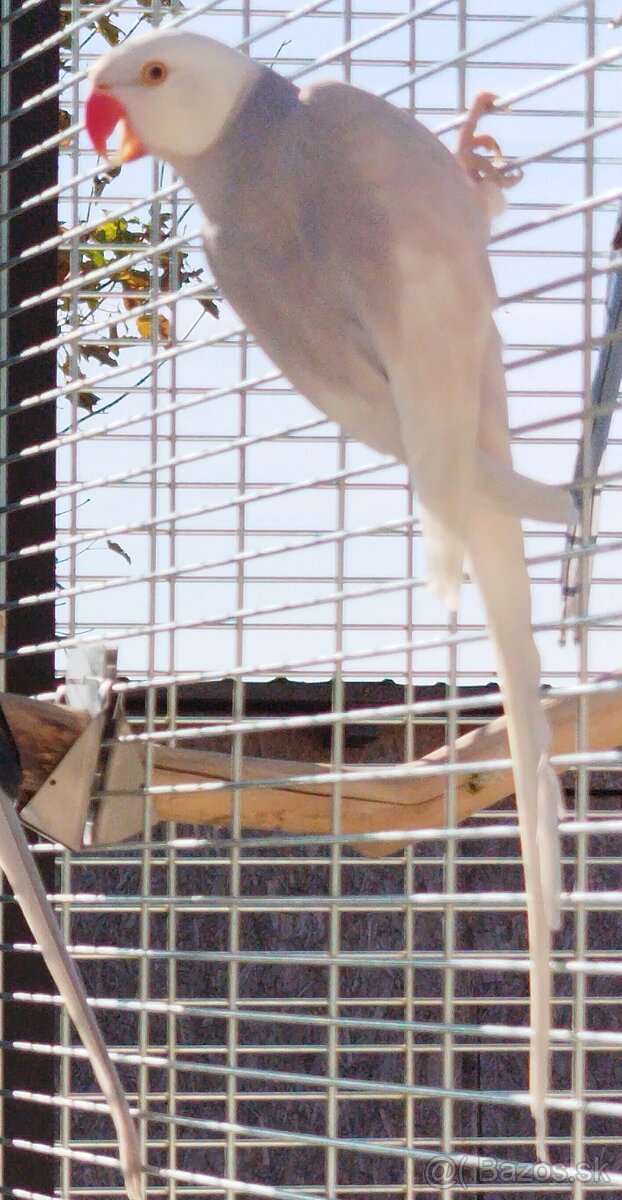 Alexander maly - chovný pár - 3