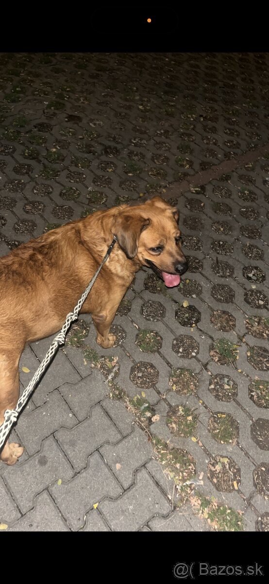 Darujem psíka do dobrých rúk - 3