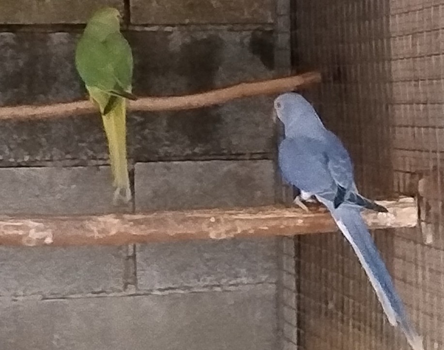 Alexander malý hch - 3