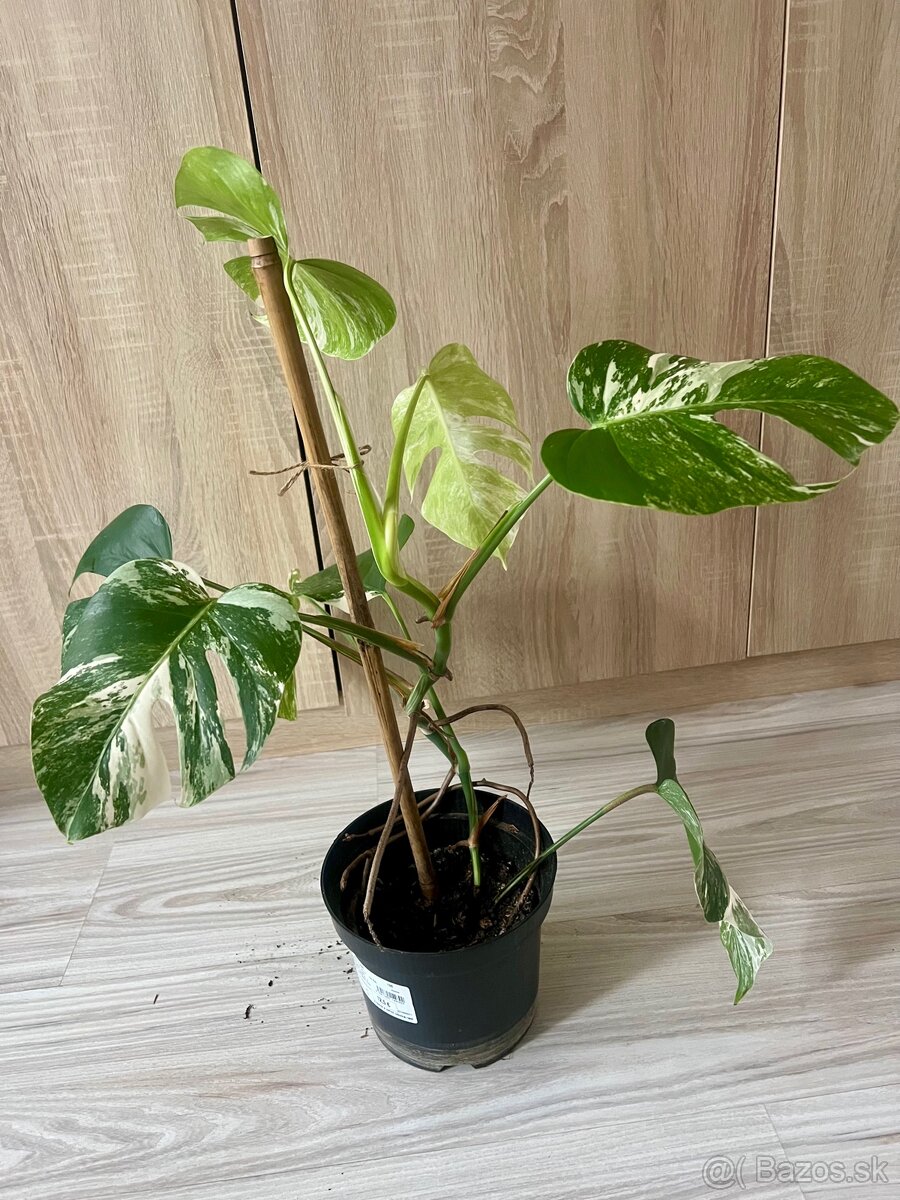 Monstera albo - 3