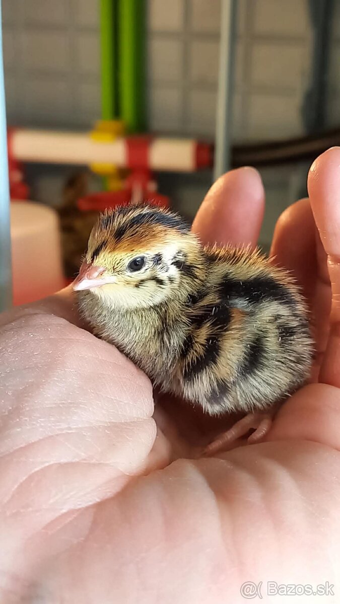 Prepelice jumbo faraón - 3