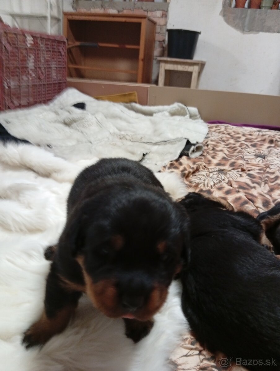 Šteňatá Rottweiler - 3