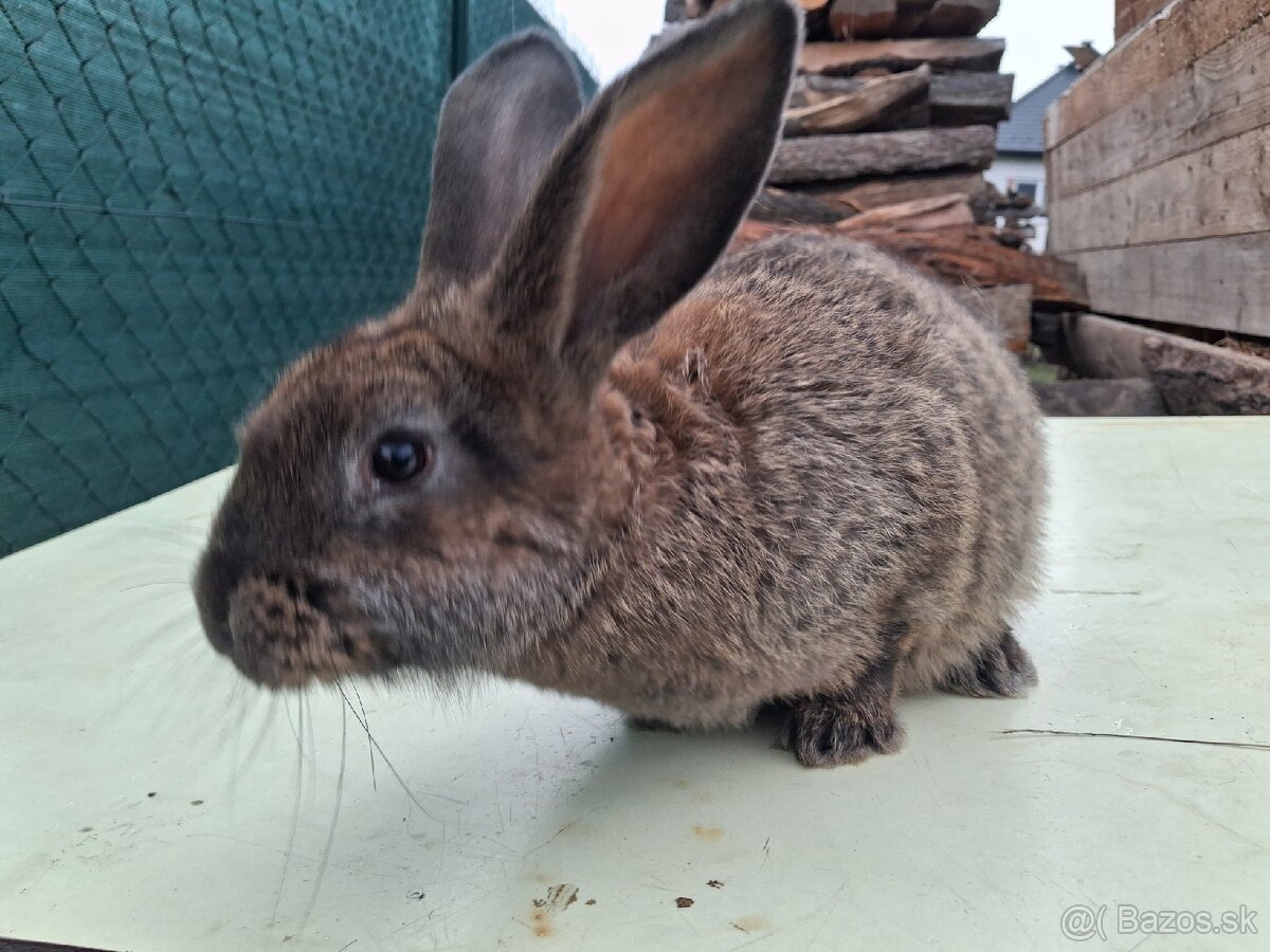 Predám králiky /zajace - 3