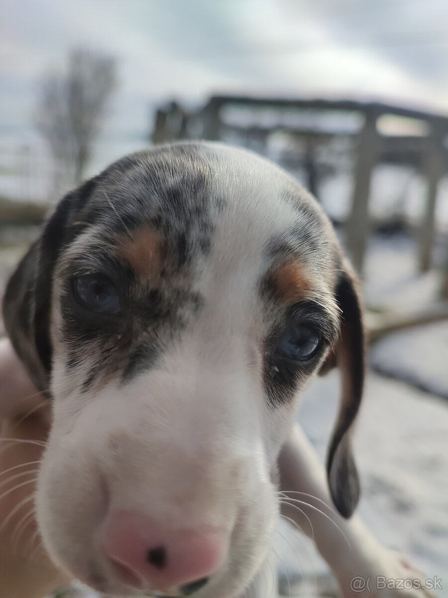 Jazvečik Trpaslici - 3