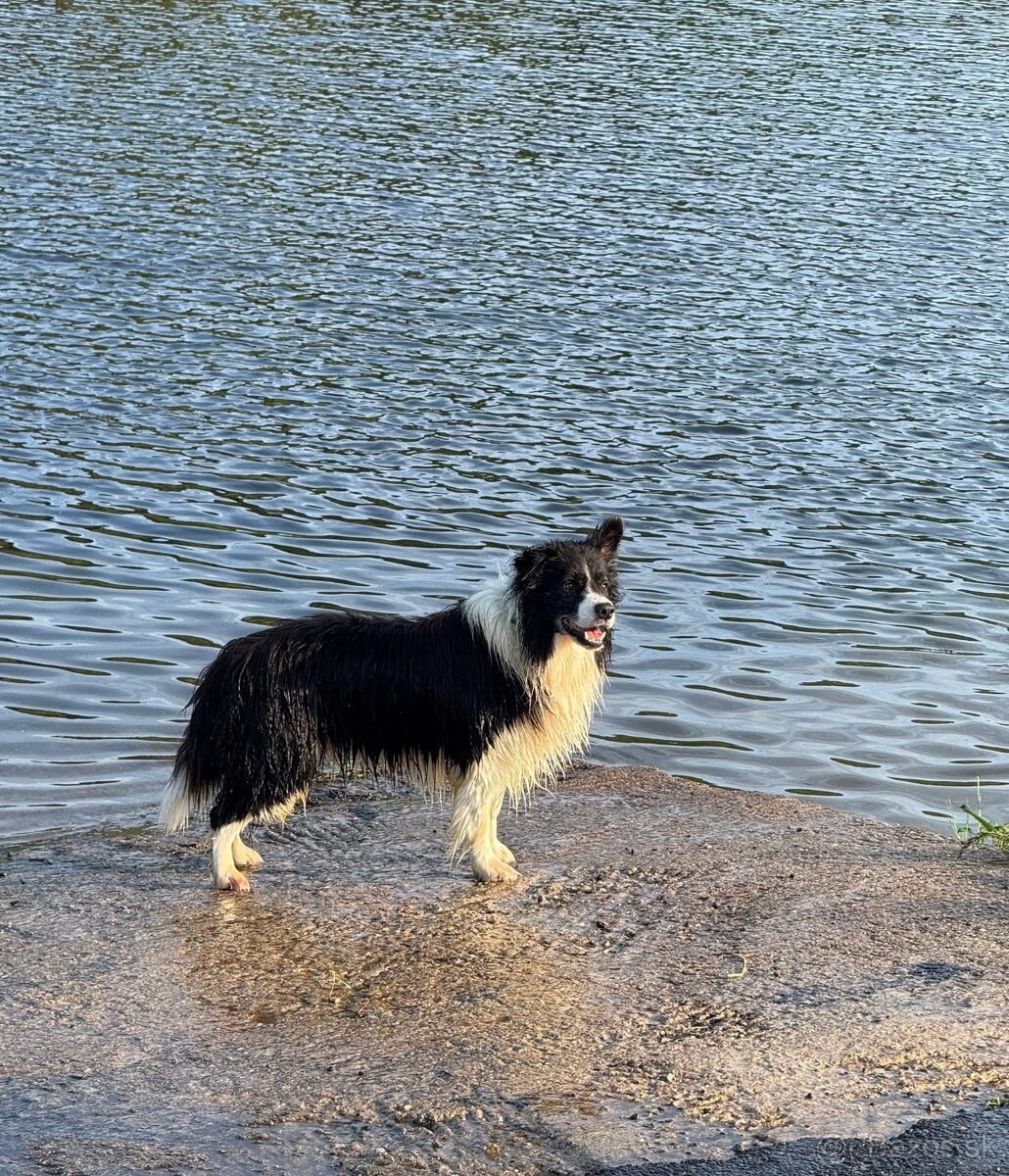 Border kólia s průkazem původu - 3
