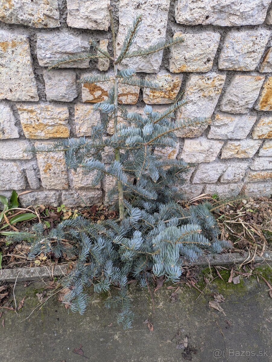 Živý vianočný stromček - 3