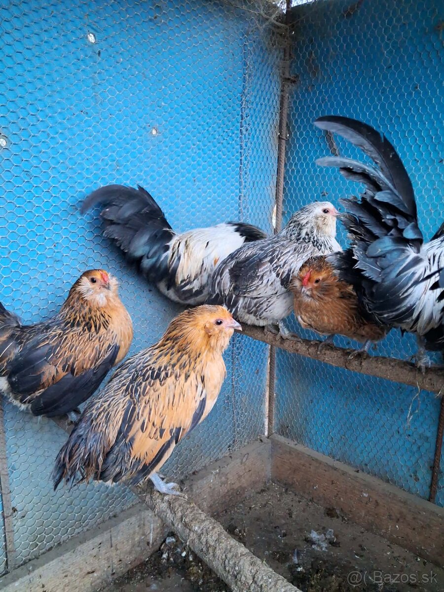 Predam liliputky - 3