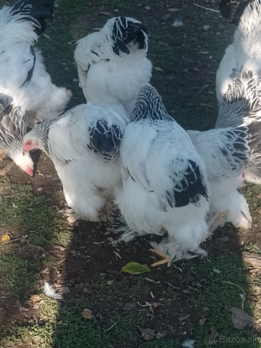 Brahmanka Columbia - 3