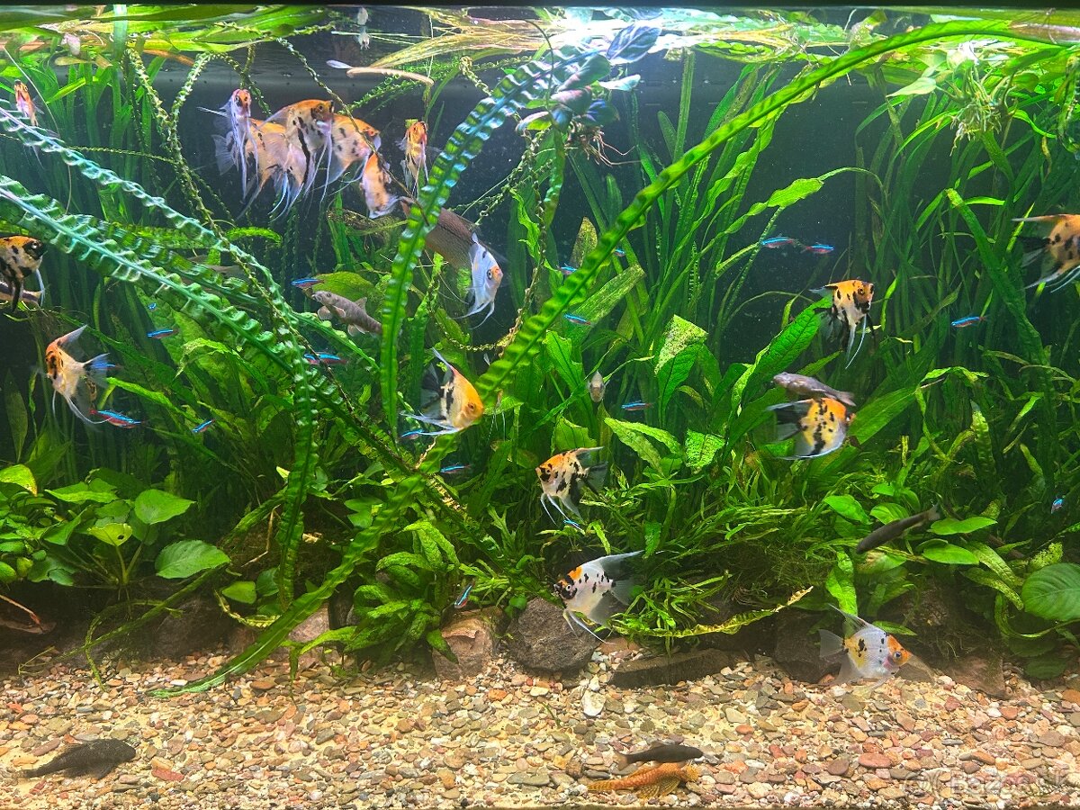 Skalar Koi/Red Devil - 3