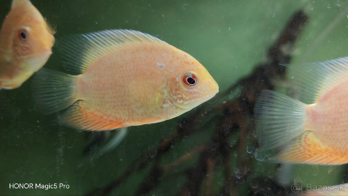Americké cichlidy - 3
