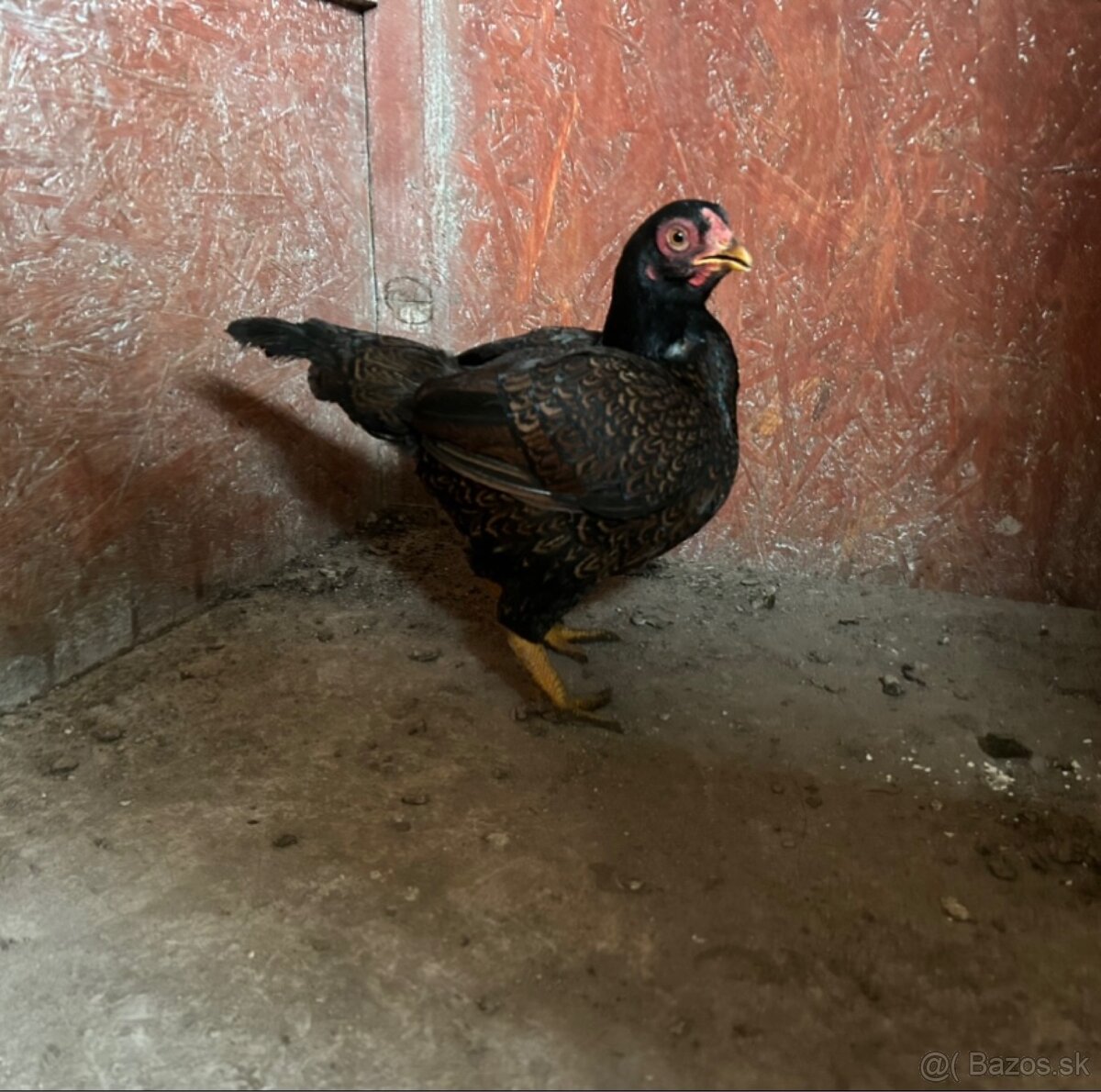 Zdr. Indická bojovníčka bažantia hnedá - 3