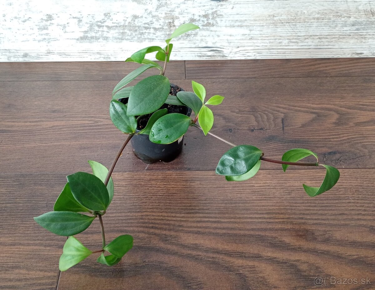 Izbové rastlinky - 3