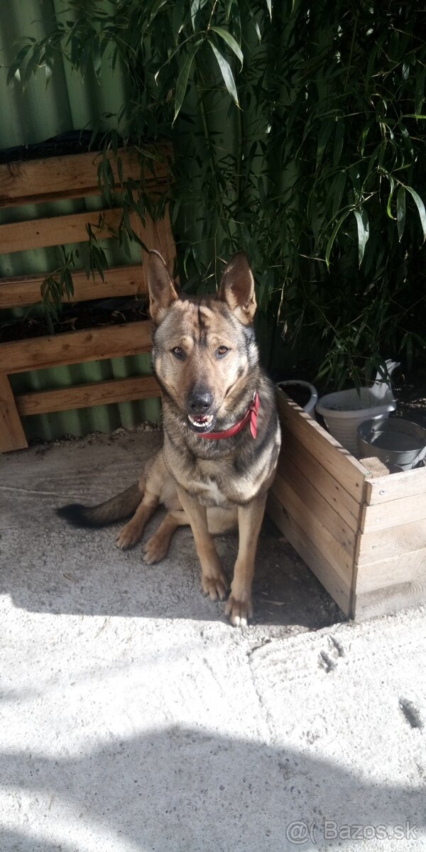 Nemecký ovčiak - 3