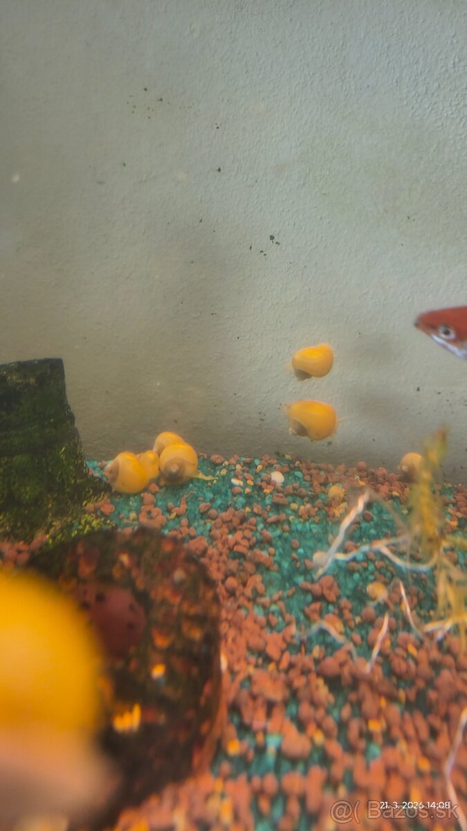 Slimáky Ampulária žltá - Ampullaria australis - 3