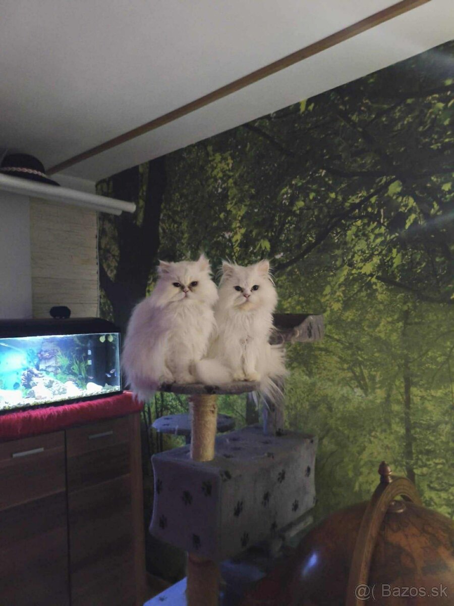 Perzský kocúr na krytie - 3