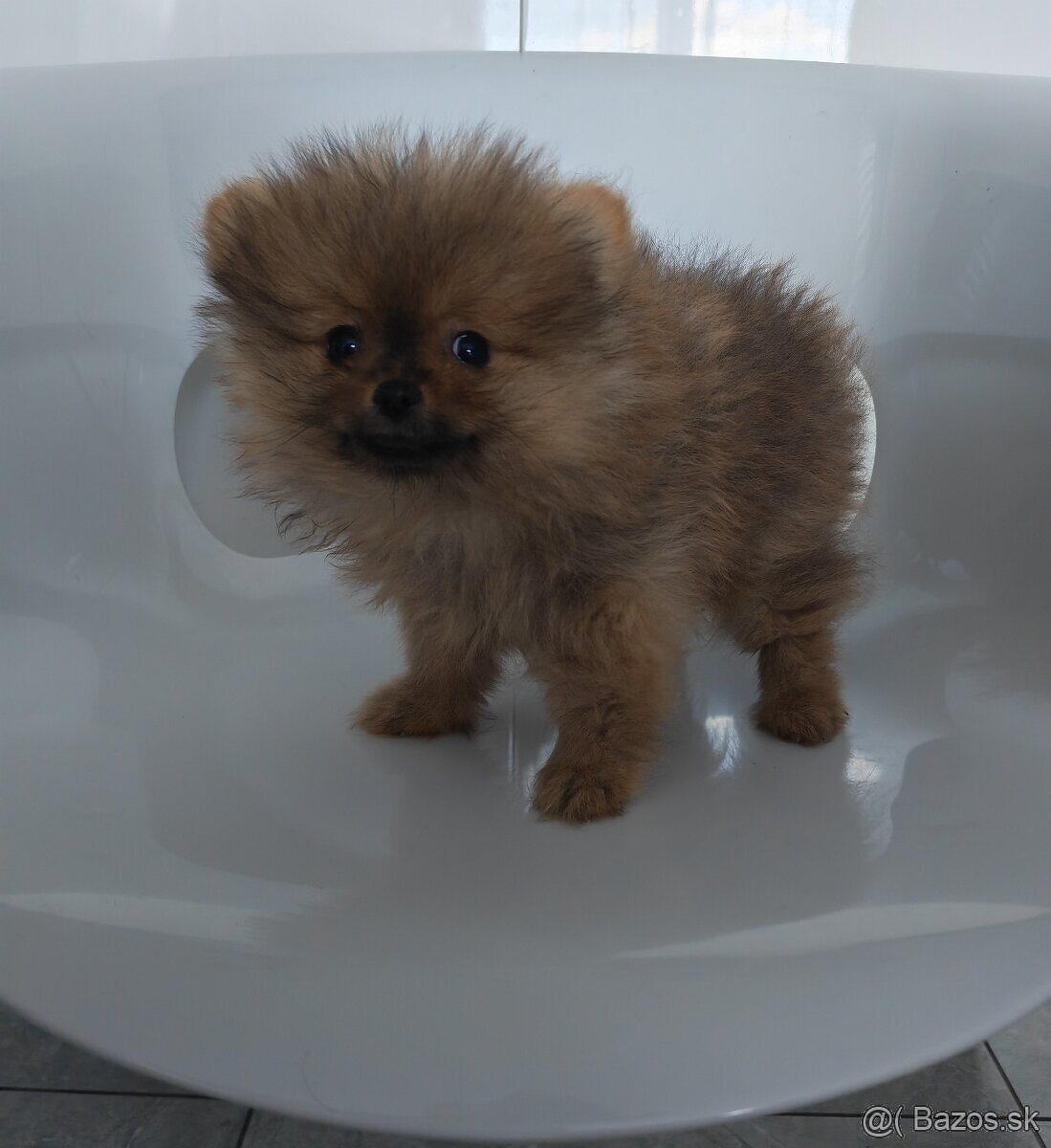 Pomeranian - 3