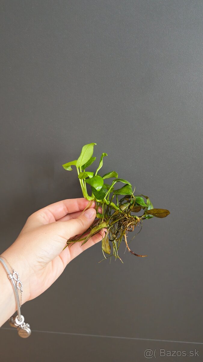 Predám rastlinky - Anubias - 3