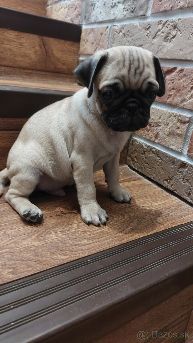 Mops šteniatka - 3