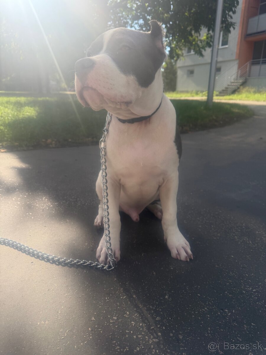 American Bully XL s PP - 3
