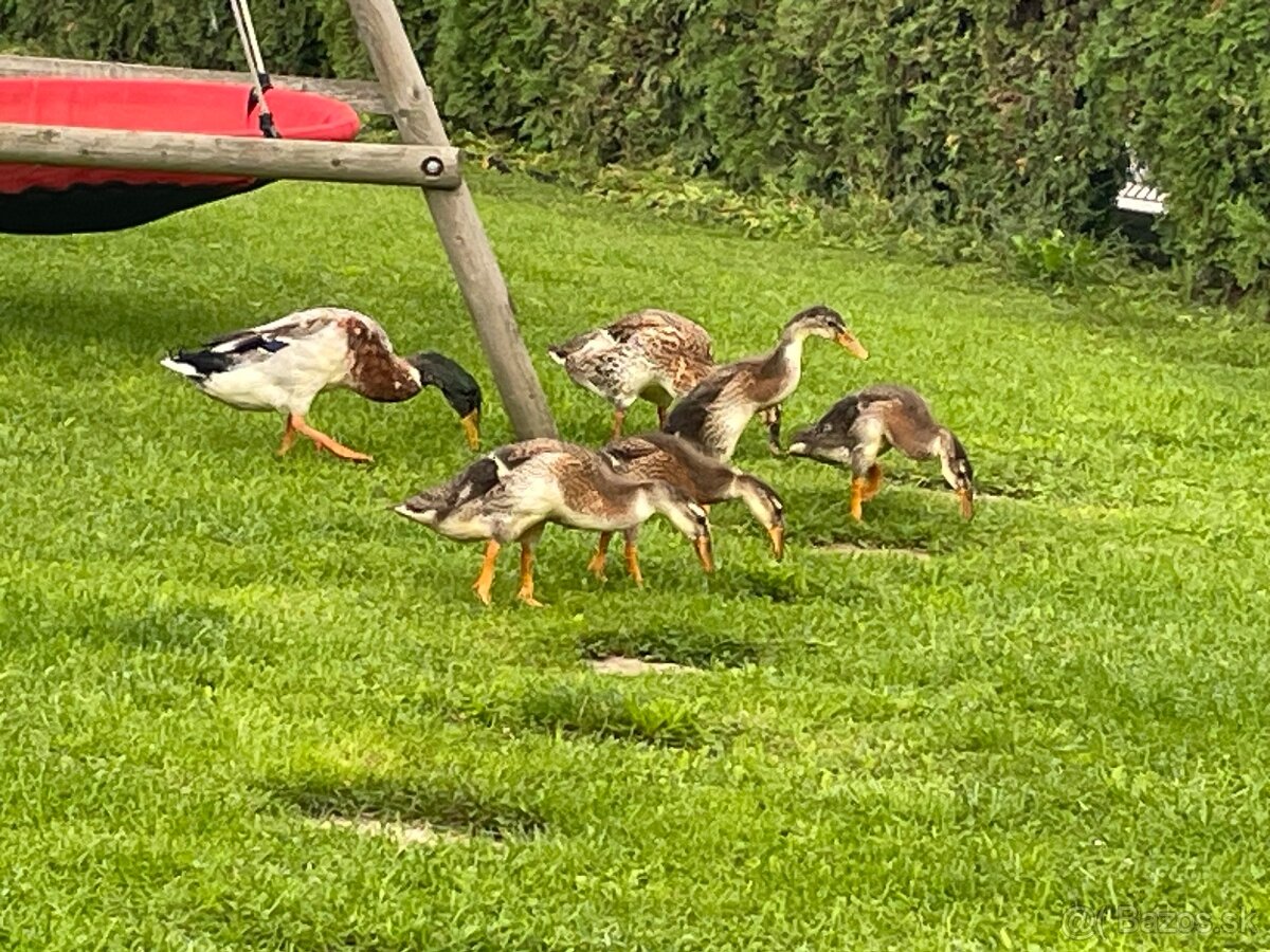Kačky- indické bezce ( požierajú slimáky) - 3