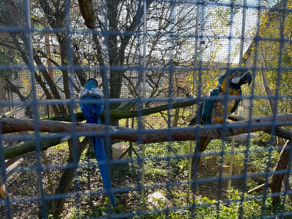 Predam ara ararauna - 3