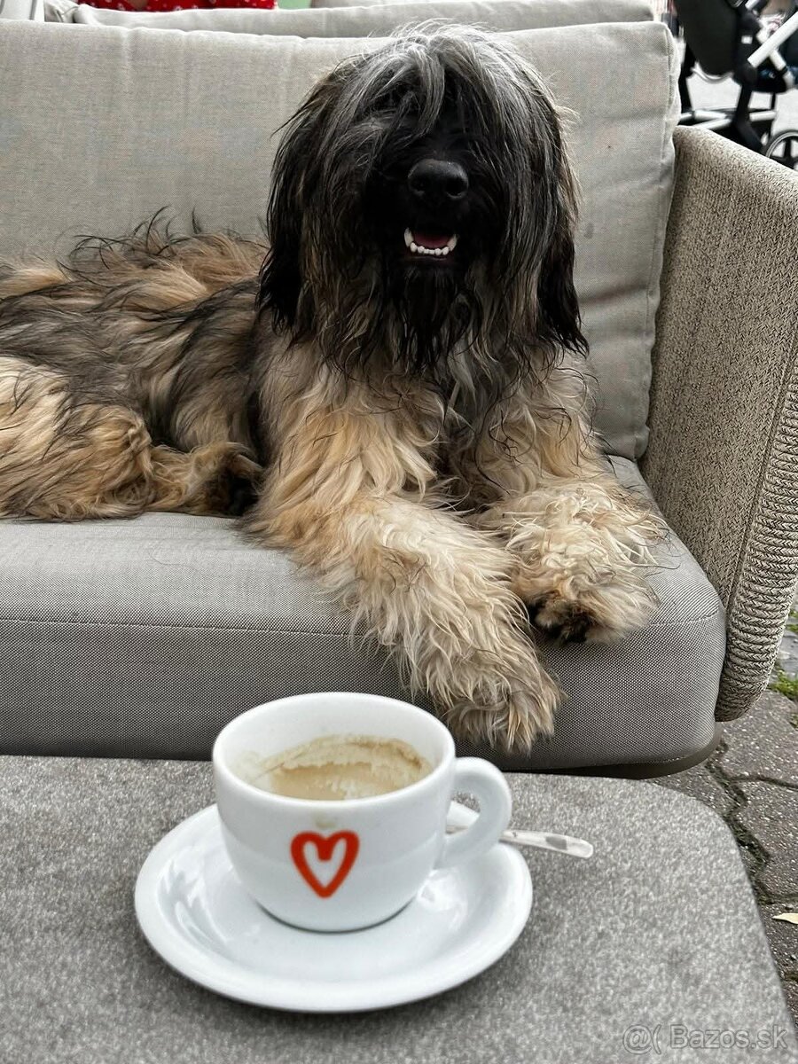 Katalánsky ovčiak s PP FCI - 3