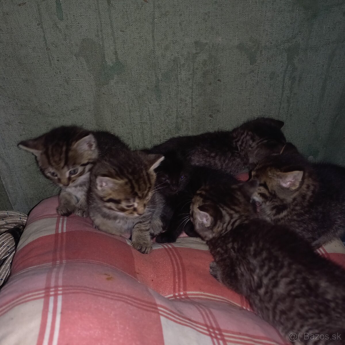 Darujem 6mačiatok - 3