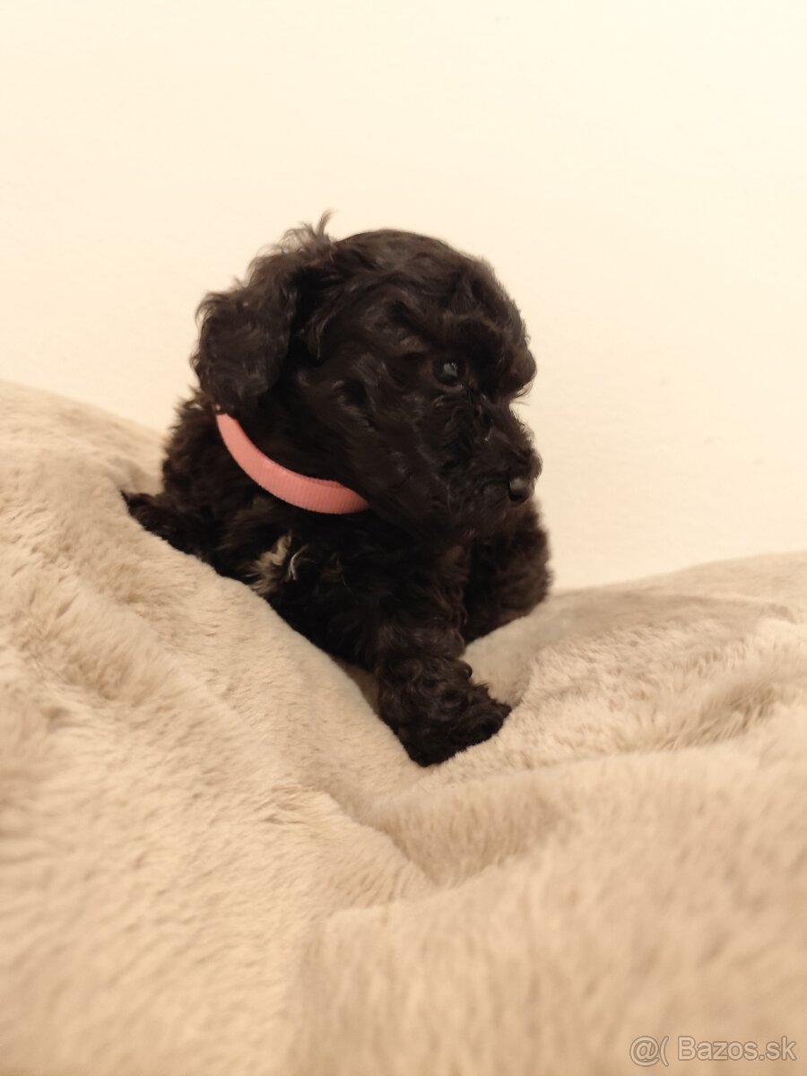 Pudel trpasličí - 3