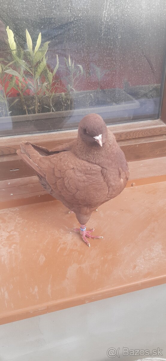 Americký King 2024. - 3