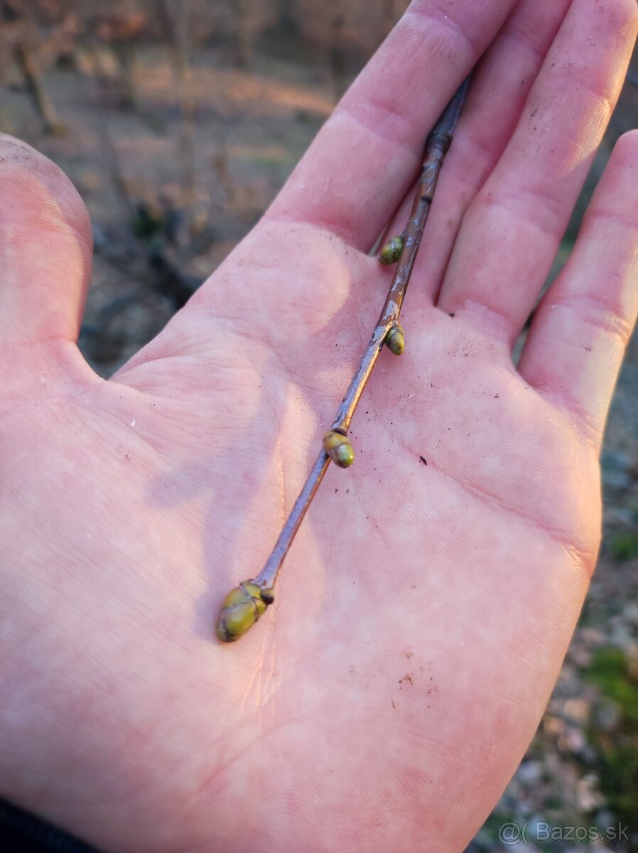 Zbierka listov, zbierka púčikov - 3