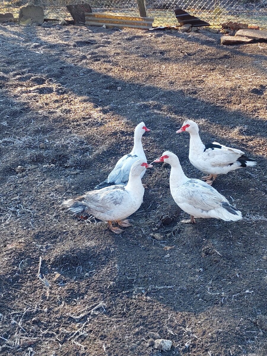 Predám pižmové kačky - 3