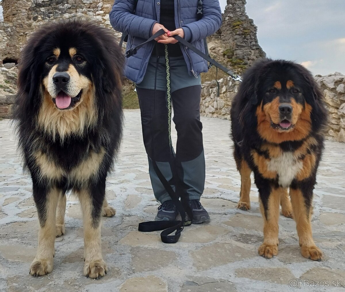 Tibetská doga - šteniatka s PP - 3