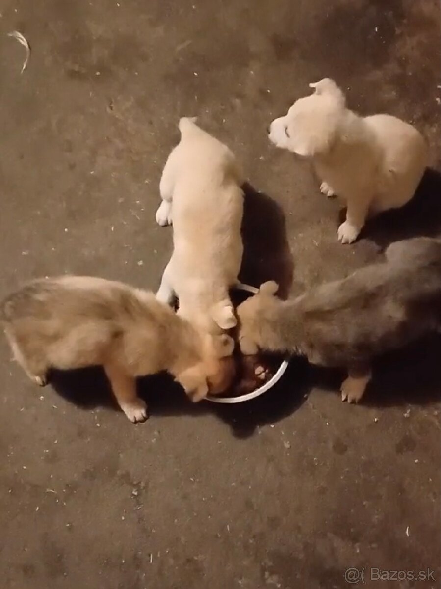 Darujem šteniatka - 3