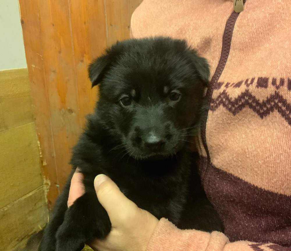 Německý ovčák - štěňata s PP - 3