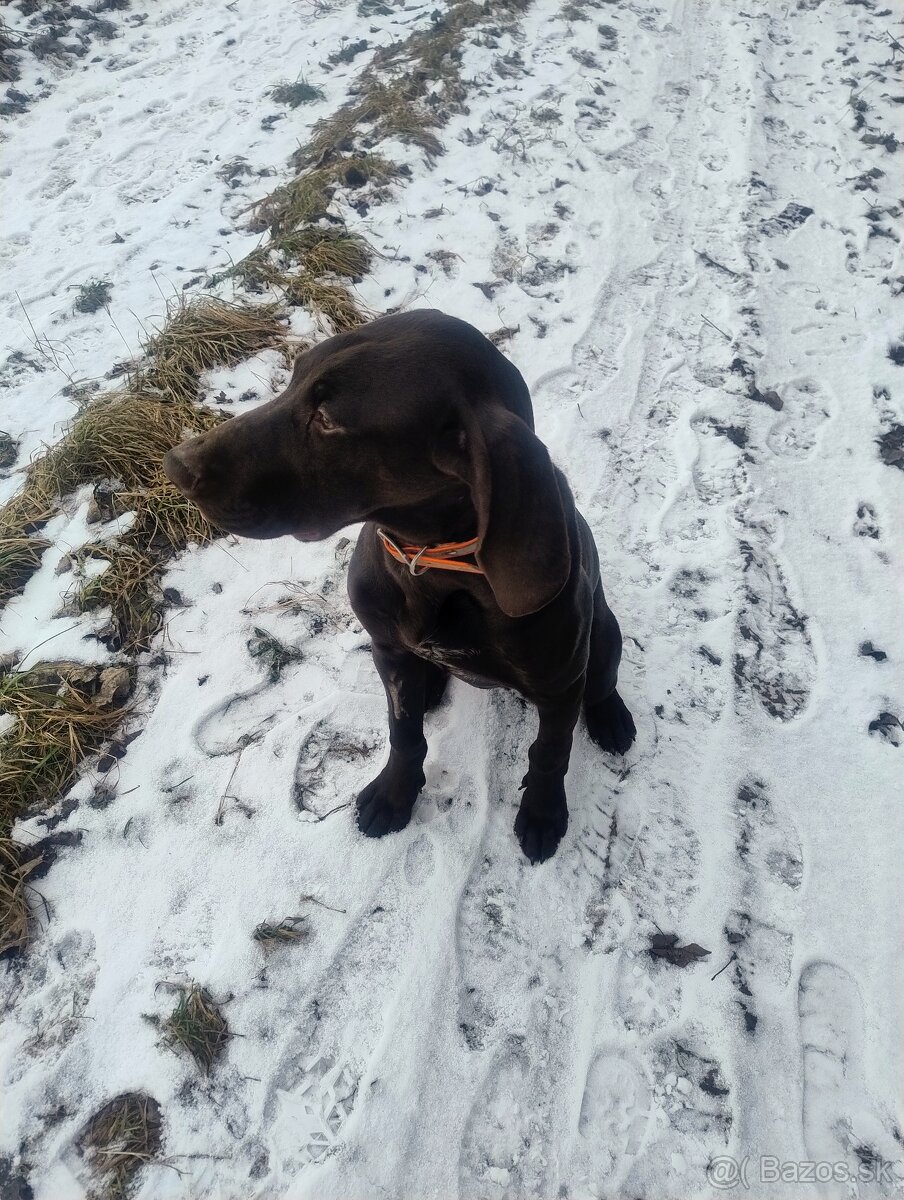 Predám poľovné šteniatko stavač kratkosrsti - 3