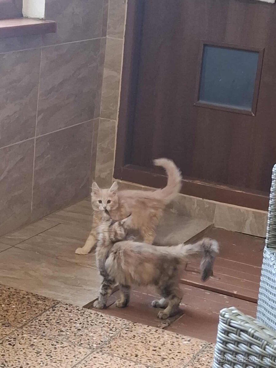 Mainska myvalia, MCO - 3