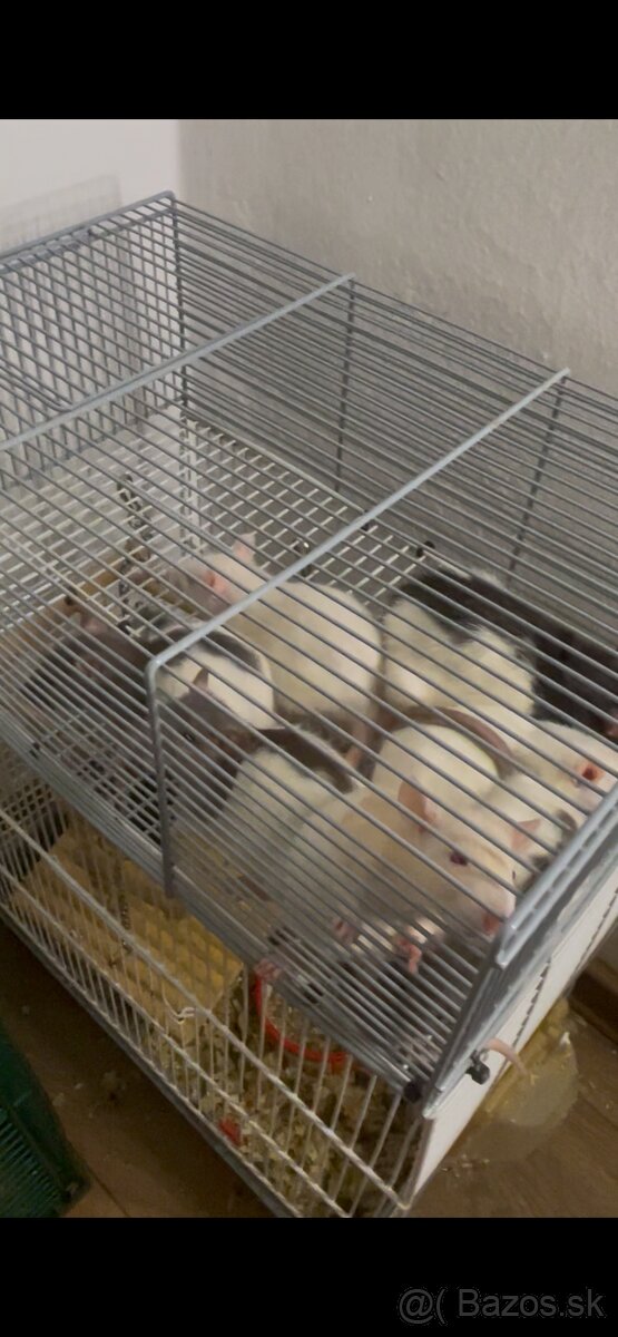 Darujem domáce potkany - 3