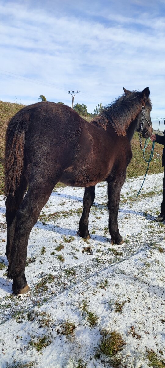 Predám Norik Muránsky kobylku - 3