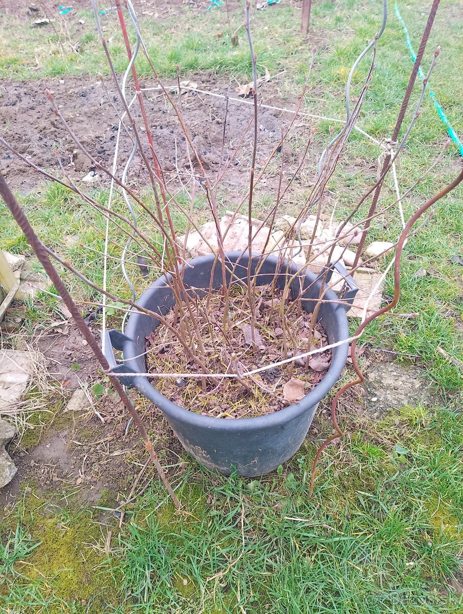 Ovocne stromceky - 3