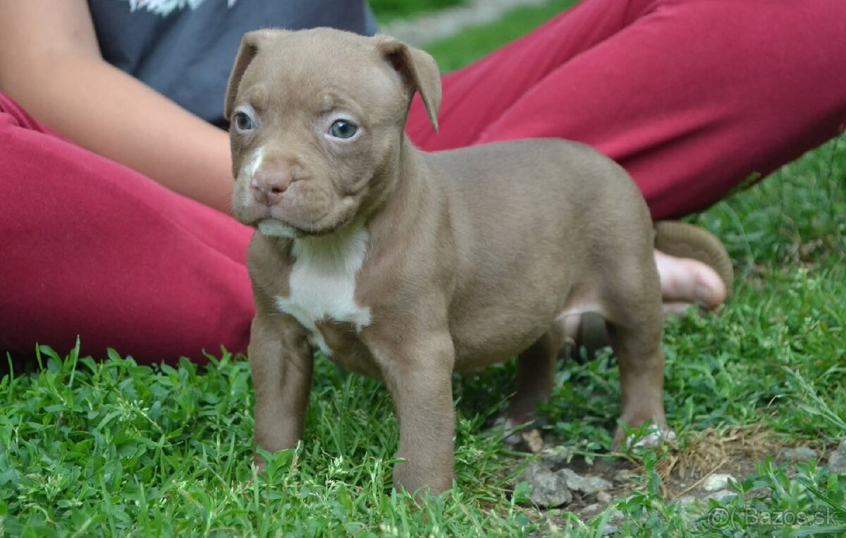American bully standard - 3