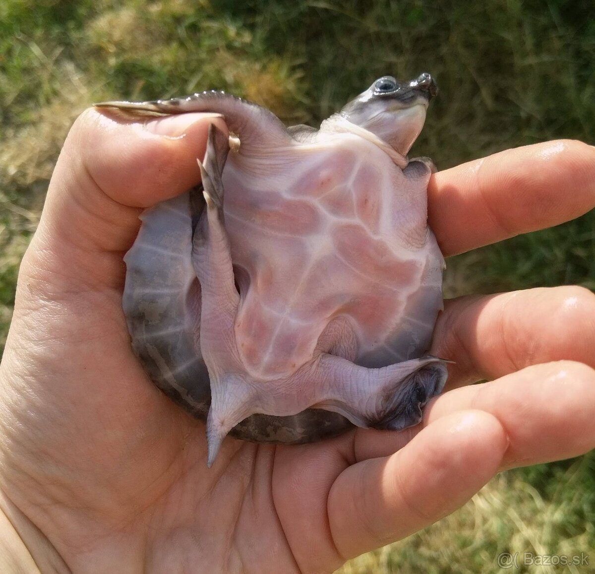 Prodám mláďata želvy prasečí (Carettochelys insculpta). - 3
