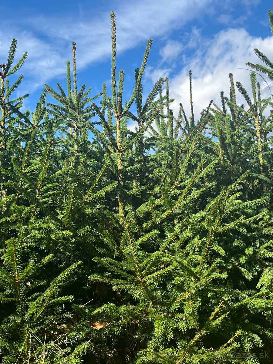 Predám krásne smreky a jedle.🌲 - 3