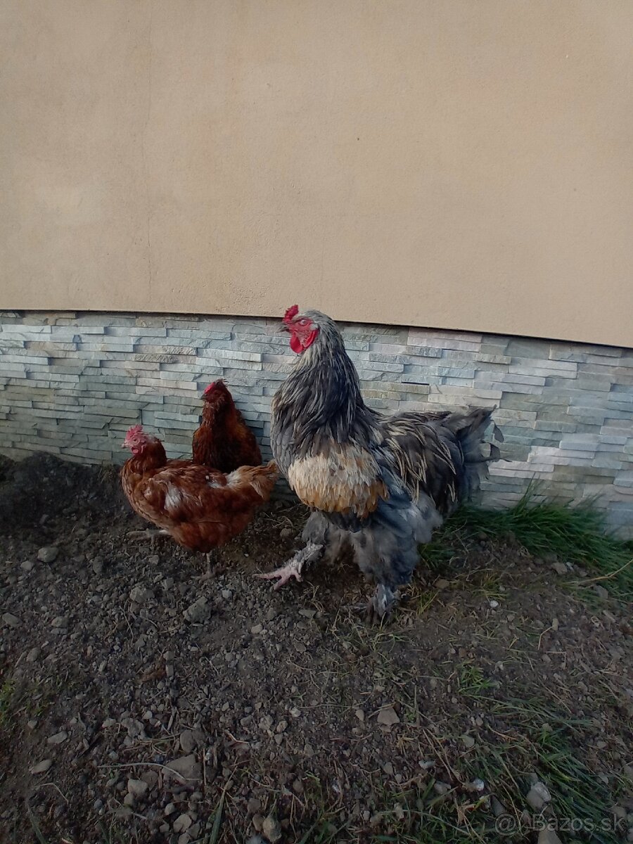 Predám kohúty - 3