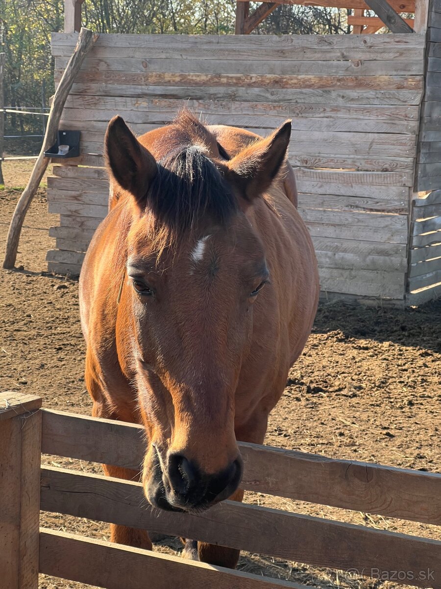 Kobylka na predaj - 3