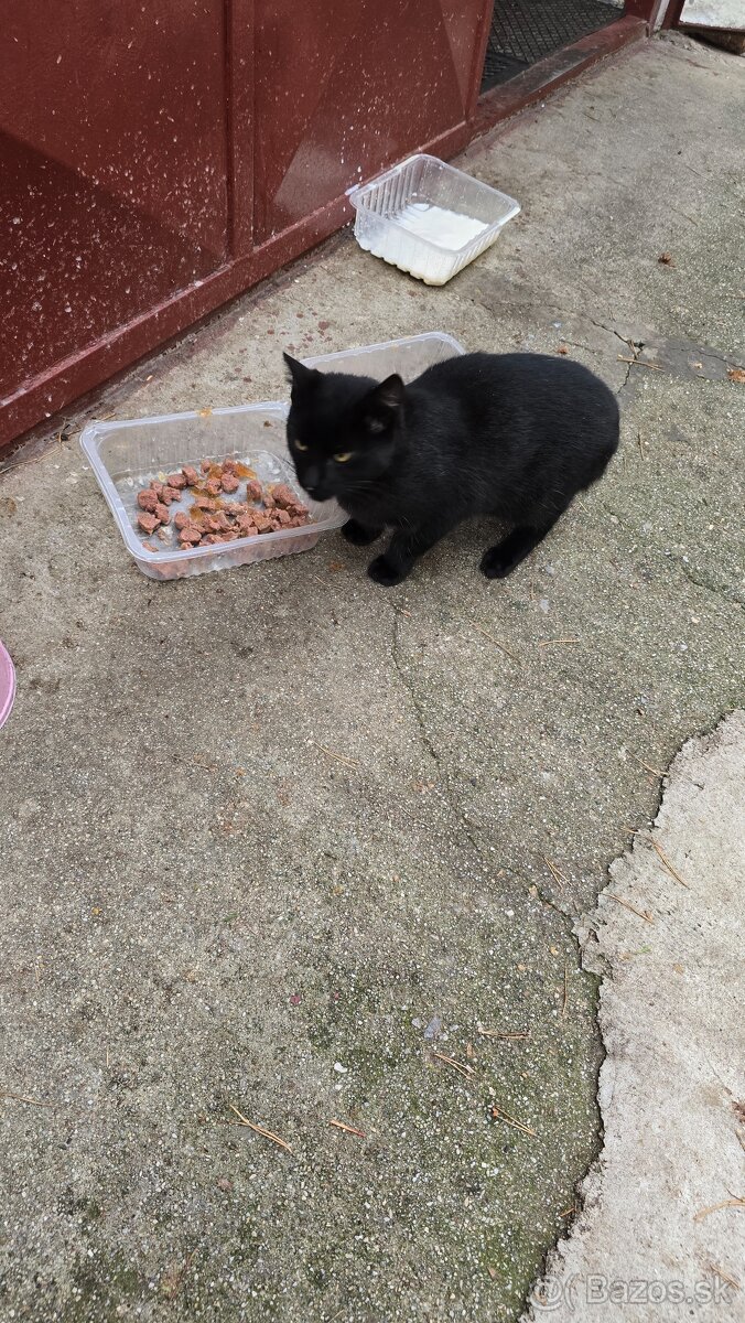 Darujem mačičky - 3