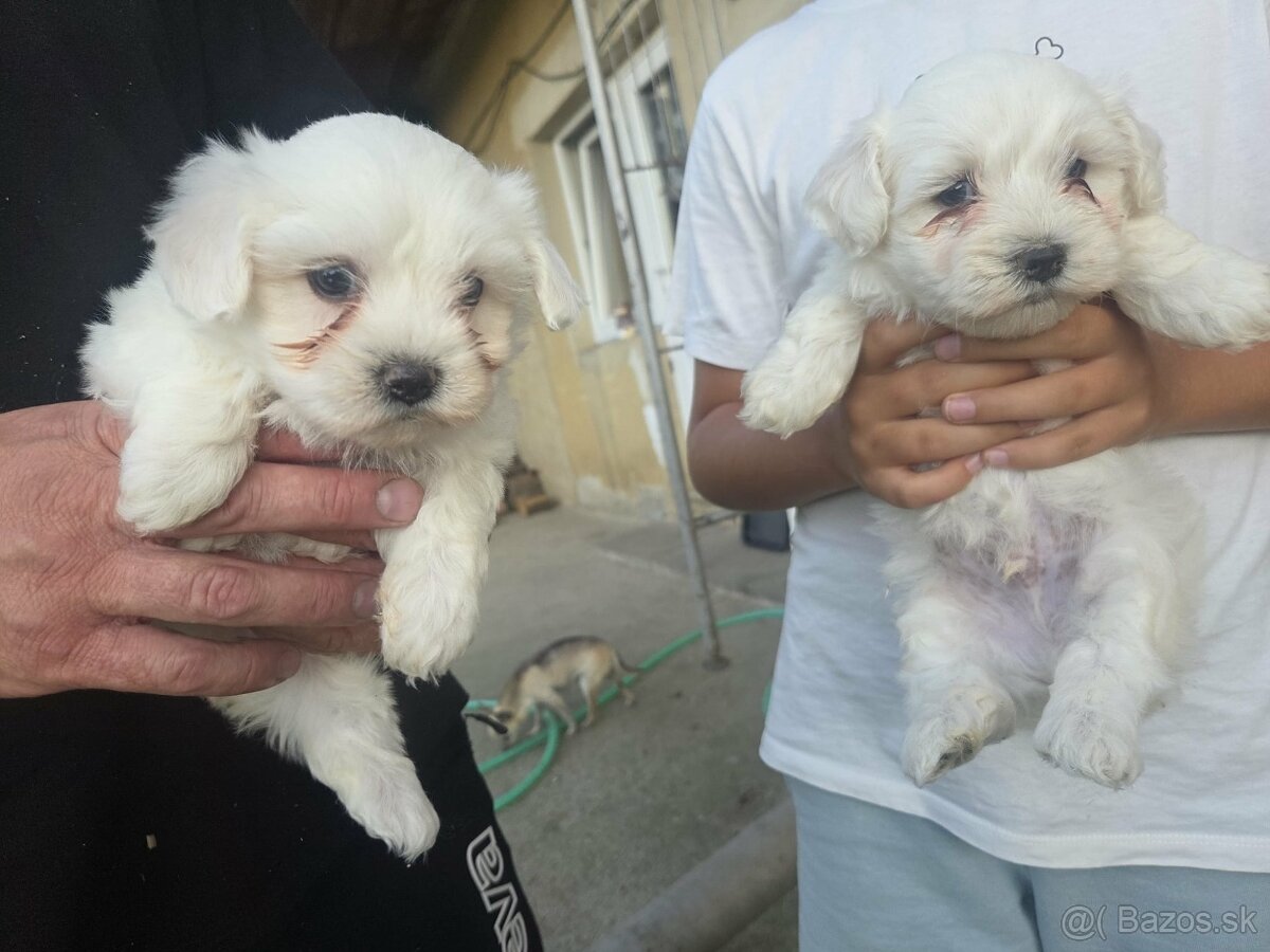 Maltezak, maltezsky psík - 3