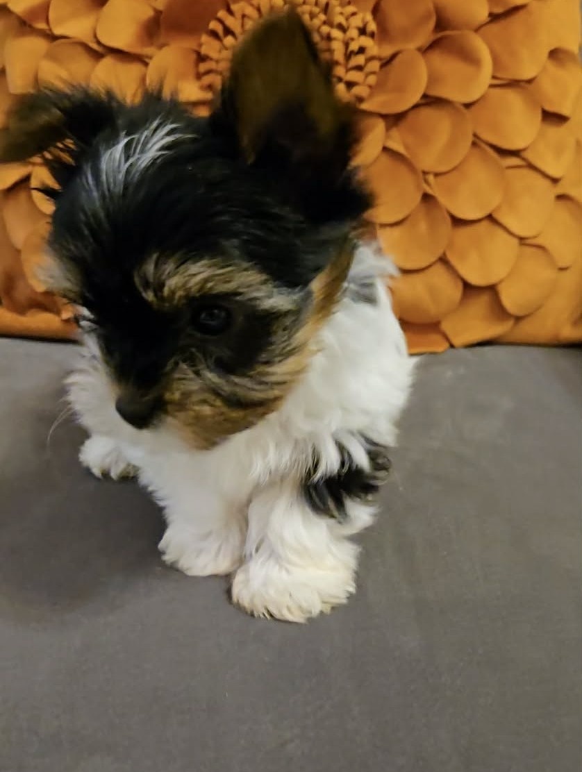 Biewer yorkshire terier Monty - 3