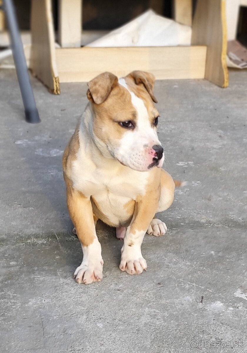 American bully - 3