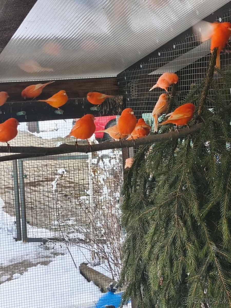 Predám kanariky - 3