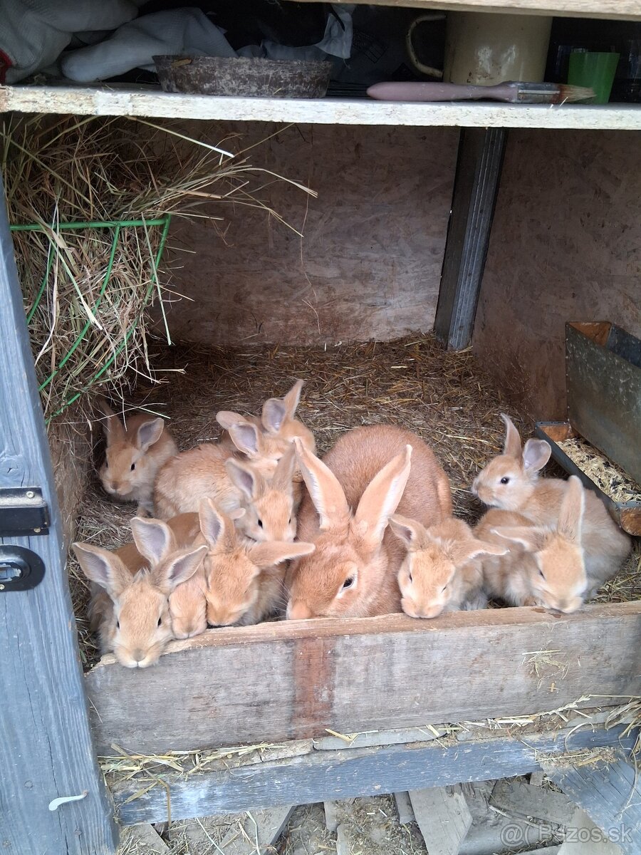 Králiky na predaj - 3
